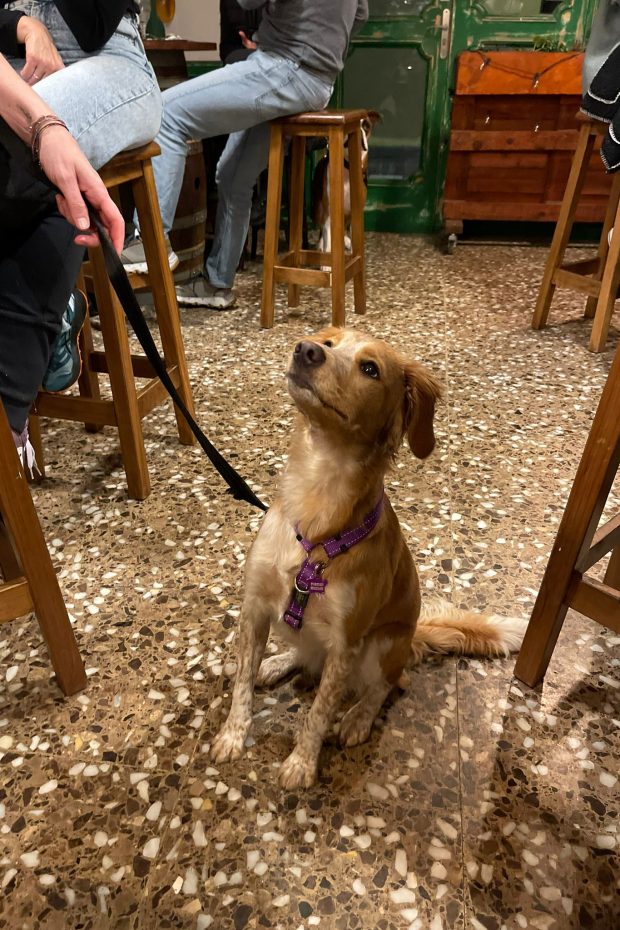 Còpia de WhatsApp Image 2024-02-18 at 13.59.32 (1)