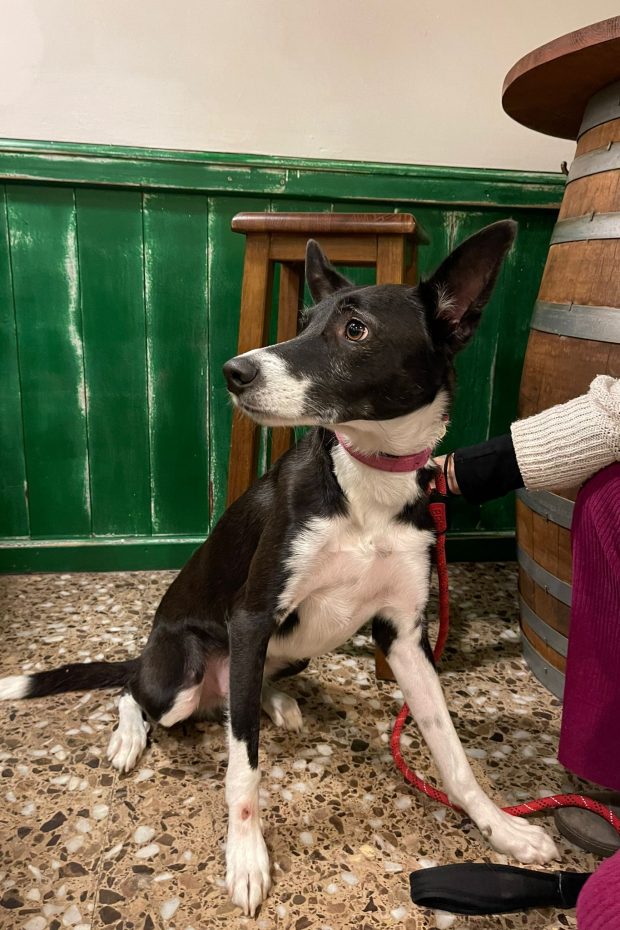 Còpia de WhatsApp Image 2024-02-18 at 14.05.17