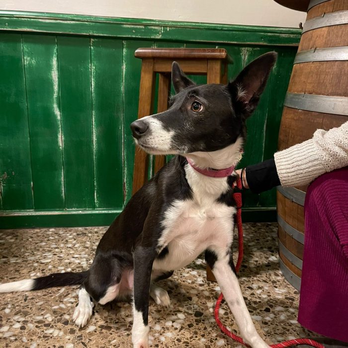 Còpia de WhatsApp Image 2024-02-18 at 14.05.17