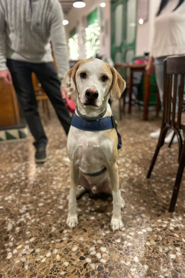 Còpia de WhatsApp Image 2024-02-18 at 14.05.24 (1)