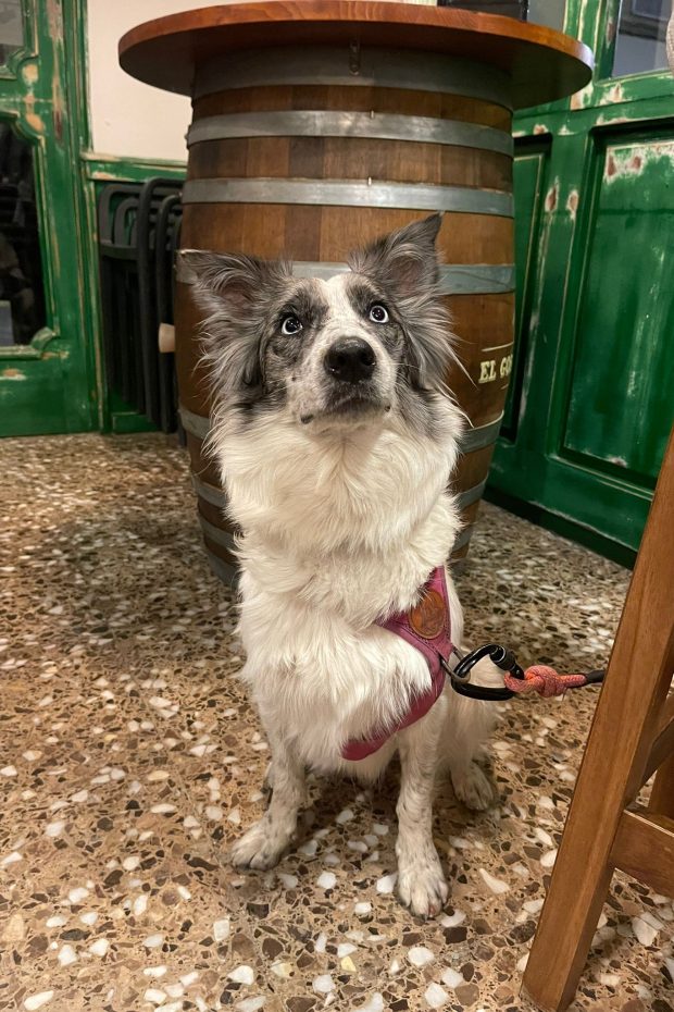 Còpia de WhatsApp Image 2024-02-19 at 08.28.13 (1)